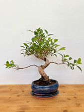 Zimmerbonsai Ficus retusa immergrün pflegeleicht 5210 Anfänger geeignet Wohnung