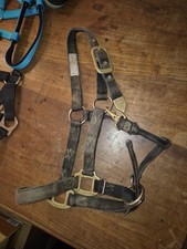 Hamilton Halfter,  Small Horse,  Schwarz