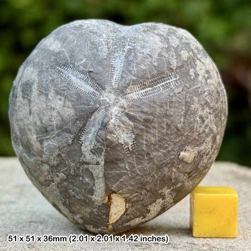 Mikraster fossil echinoid - mikraster,