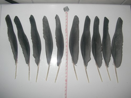 Große graue vogelfeder - 2x,