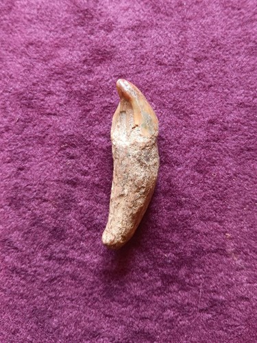 Höhlenbären zahn fossil - zahn,