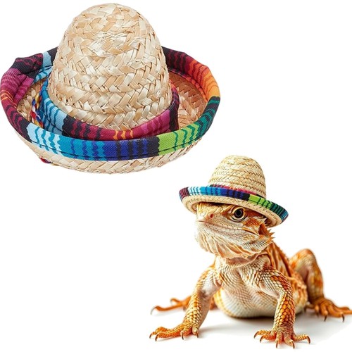 Bartagame kleidung blau - kleidung,