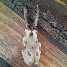 Rehgeweihe. Rehhörner