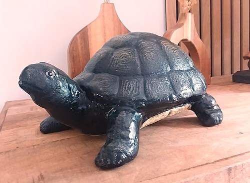 Tolle schildkröte aus - tolle,