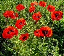Türkischer Riesenmohn -