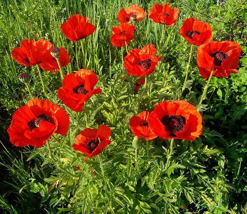 Türkischer riesenmohn - türkischer,