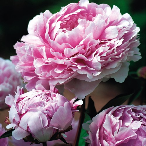 Päonie paeonia pfingstrose - paeonia,