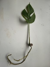 Monstera minima rhaphidophora - monstera,