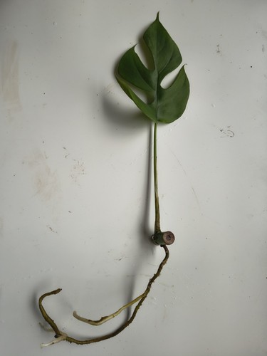 Monstera minima rhaphidophora - monstera,