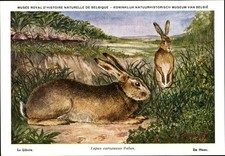 Künstler Ak Lepus europaeus
