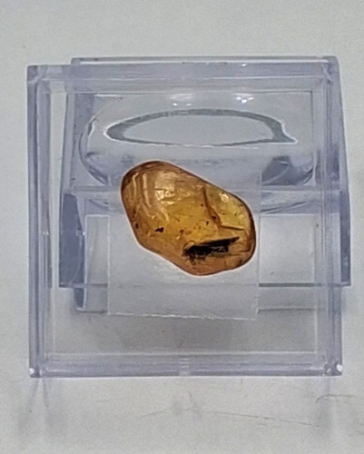 Bernstein fossil mit - fossil,
