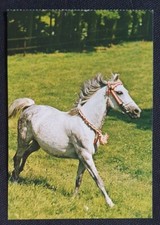 Pferdepostkarte, AK Pferde