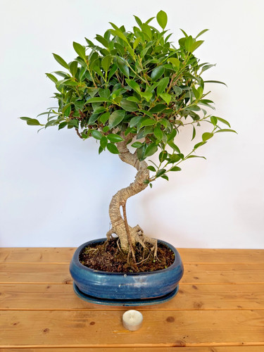 Zimmerbonsai ficus retusa - zimmerbonsai,