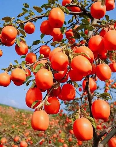 Diospyros kaki hachiyan - diospyros, 'hachiyan