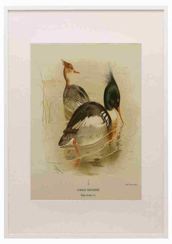 Thorburn archibald 1885 - thorburn,