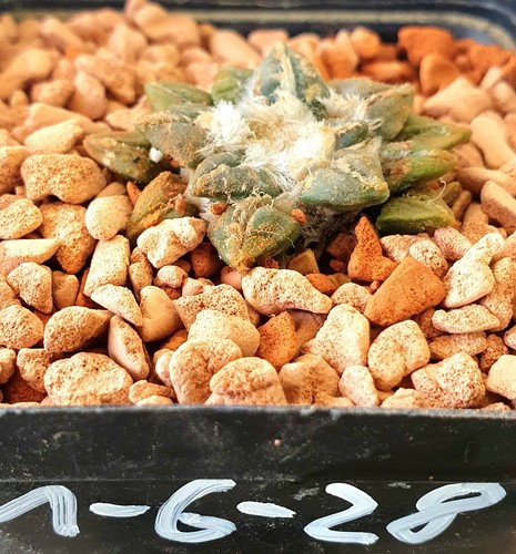 Ariocarpus kotschoubeyanus a - ariocarpus,