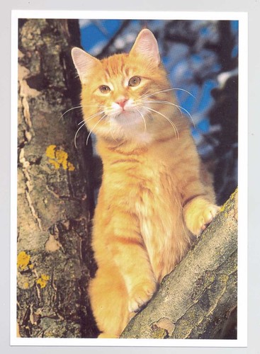Postkarte katze - 1, ak