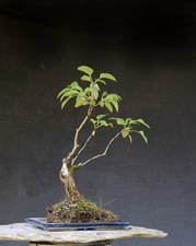Bonsai outdoor winterhart Flieder, Syringa, H46 B28 D3 cm