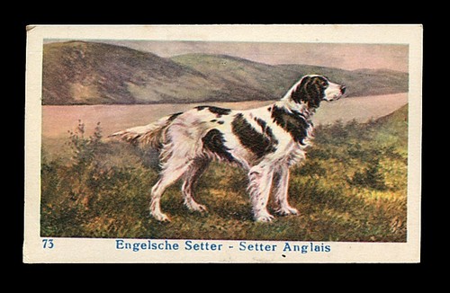 English setter gun - dog, trade