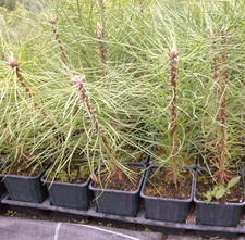 1 x Schwarzkiefer - Pinus nigra austriaca im Topf 30-40 cm