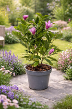 Magnolie Susan 60-80 cm
