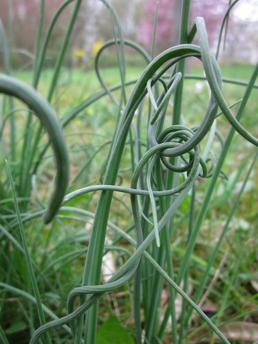 Schlangenknoblauch allium - schlangenknoblauch,