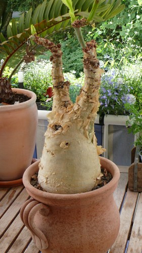 Cyphostemma juttae xxxl - cyphostemma,