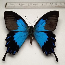 Papilio Ulysses Telegonus