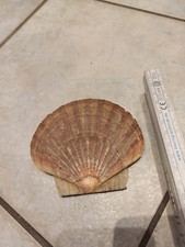 Deko Große Muscheln Muschel Jakobsmuscheln Neu ca.10cm