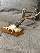 Kapialer 6er Rehbock,  Geweih