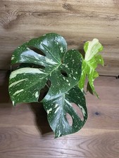Wunderschöne Monstera Thai Constellation Variegata Rarität
