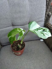 Monstera Deliciosa Variegata