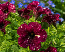 8000794 petunia bordeaux sky - 8000794,