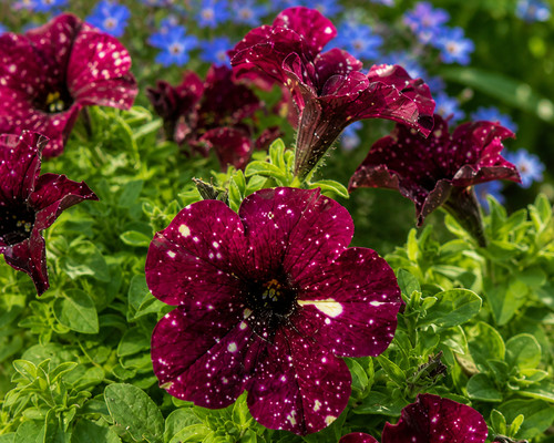8000794 petunia bordeaux sky - 8000794,