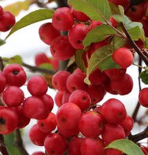 Hochstamm zierapfel red - hochstamm,
