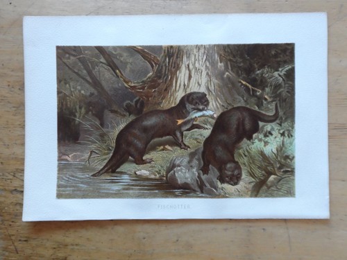 Orig chromolithographie - orig.(1892),