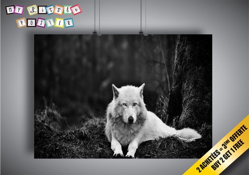 Poster weißer wolf wilde - poster,