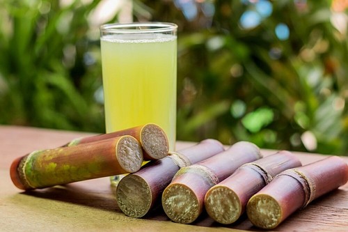 Zuckerrohr bambus pflanze - zuckerrohr,
