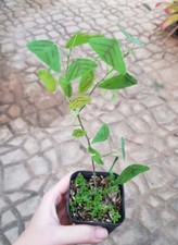 RARITÄT seltene 20 Seeds