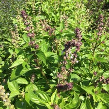 Persisches Basilikum ideal für die orientalische Küche Reyhan Sabzi