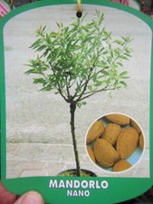 Zwerg Mandelbaum   winterharte