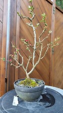 Chaenomeles bonsai - -,