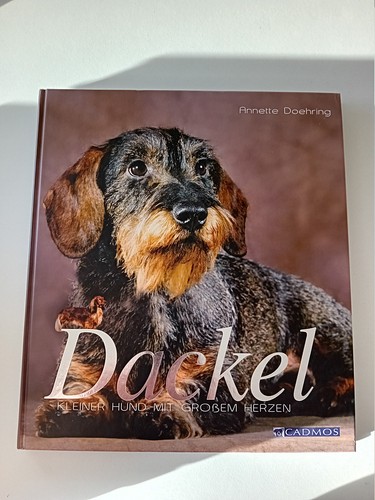 Dackel kleiner hund - dackel, mit