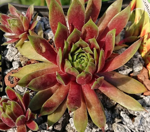 Sempervivum lemon waves - sempervivum, waves"