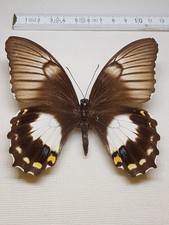 Papilio Aegus Ormenus Weibchen