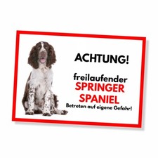 Springer spaniel freilaufender - springer,