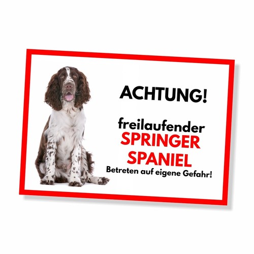 Springer spaniel freilaufender - springer,