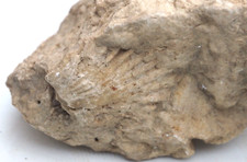 2 Steine mit Muschelabdruck Fossilien Jura Donau Regensburg aus Sammlung #838 D4