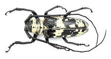 Cerambycidae, Doesburgia