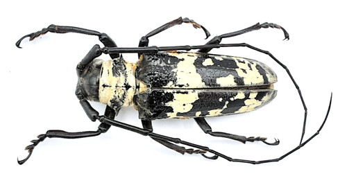 Cerambycidae doesburgia - cerambycidae,,